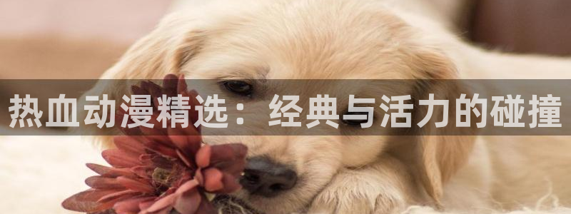 omofun动漫作品大全：热血动漫精选：经典与活力的碰撞配图